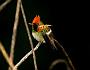 Hummingbird Garden Photo: Tufted Coquette